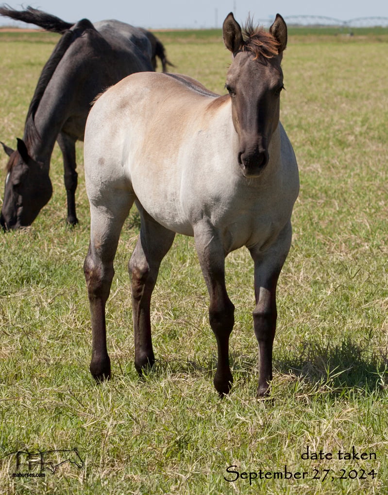 Smokin Hot Hayes MA's 2024 Grulla Roan Filly